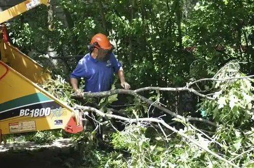 tree services Rock Hill